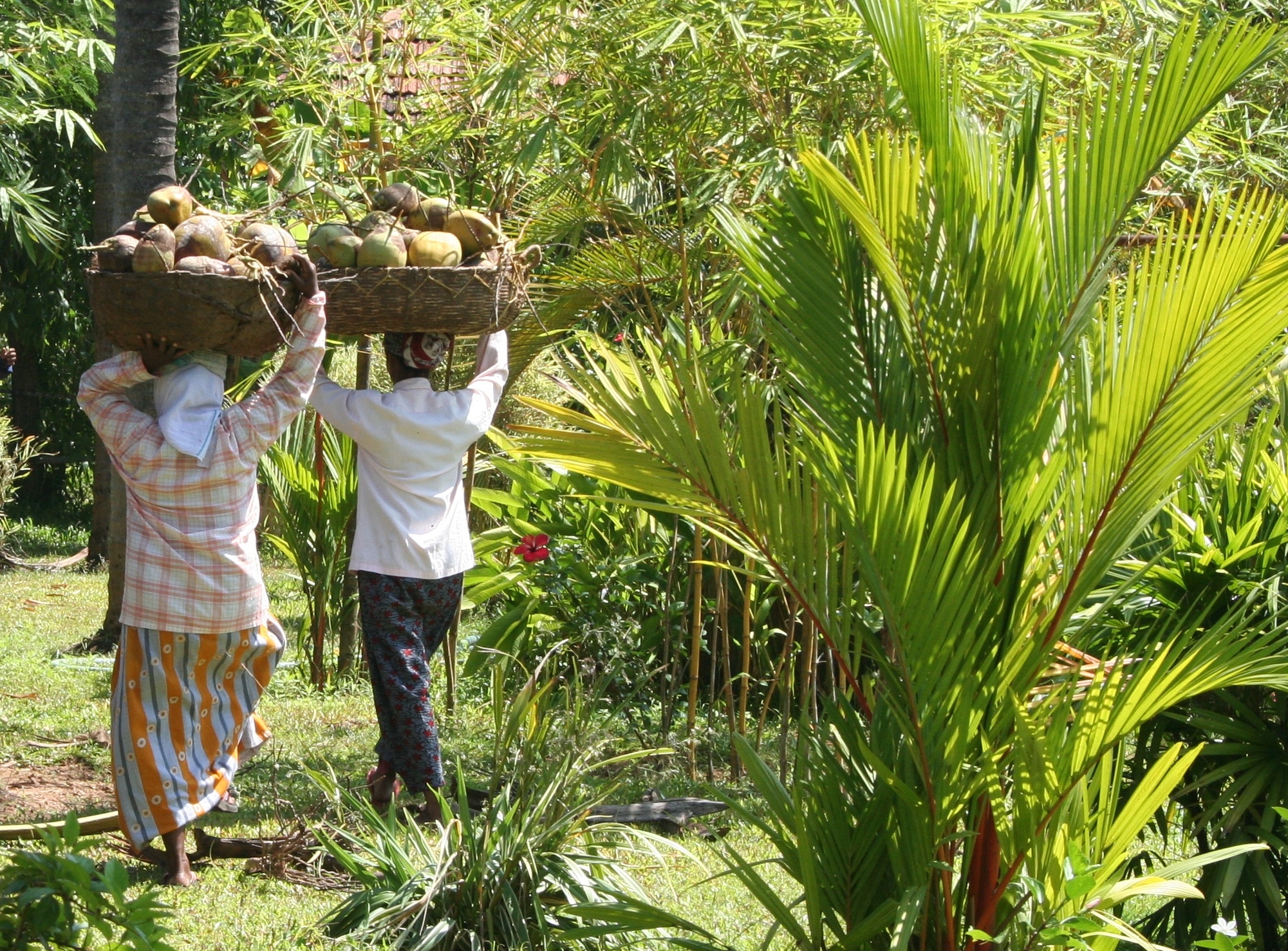 The versatile coconut