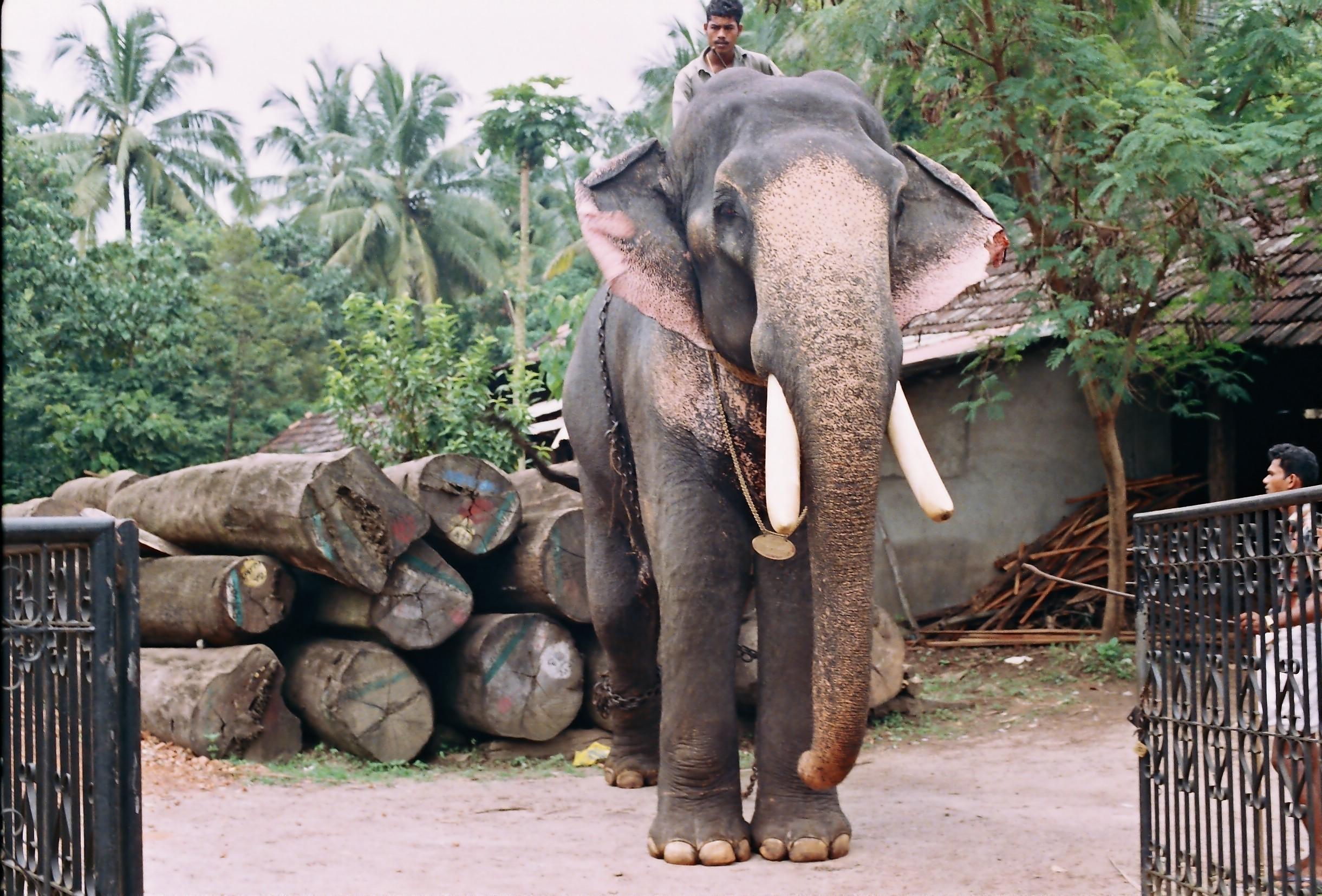 Elephant - Symbol of Kerala