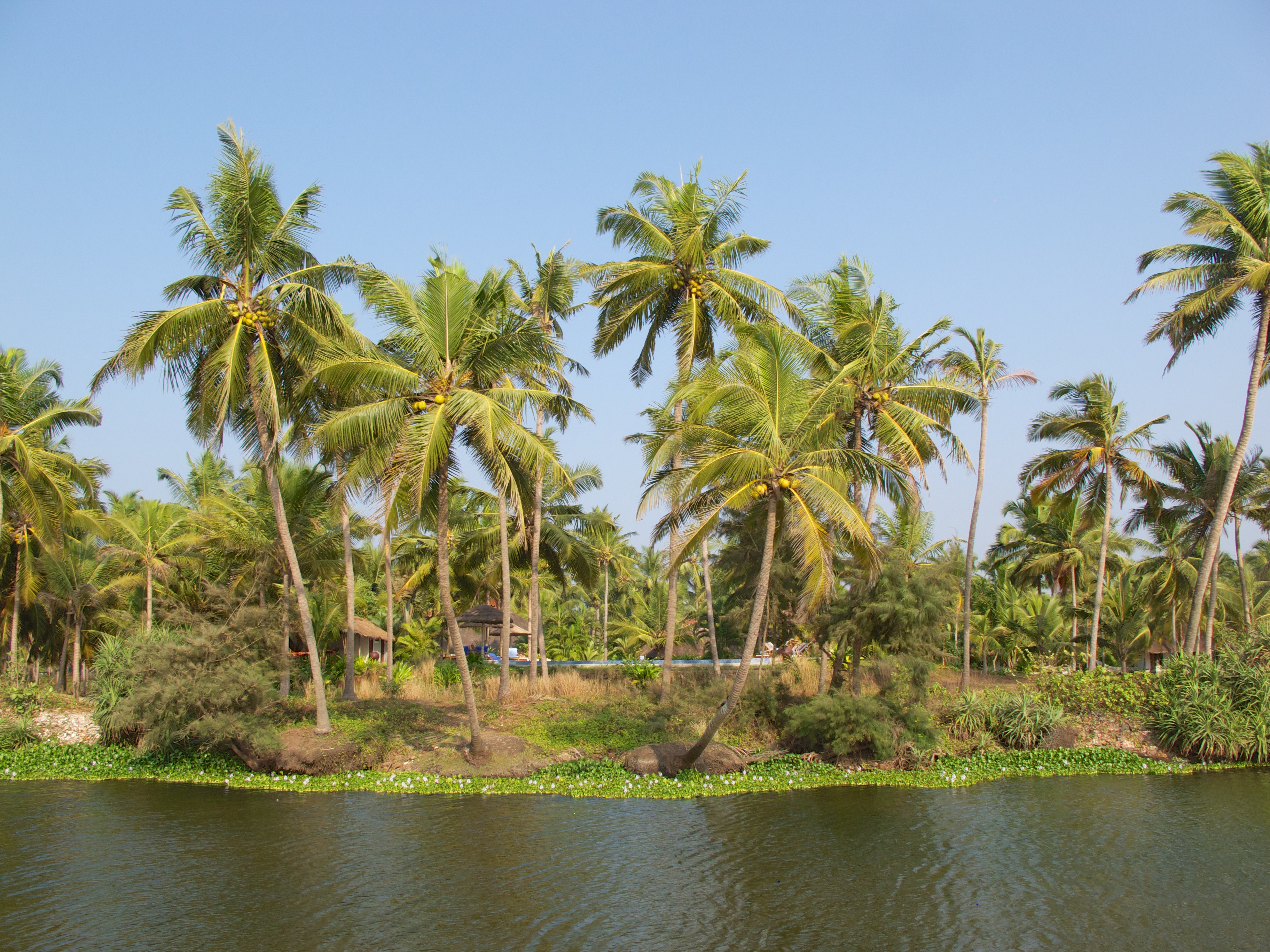 Let’s end the year with a positive glimpse into the future: a little Kerala village sets the benchmark for a saner future!