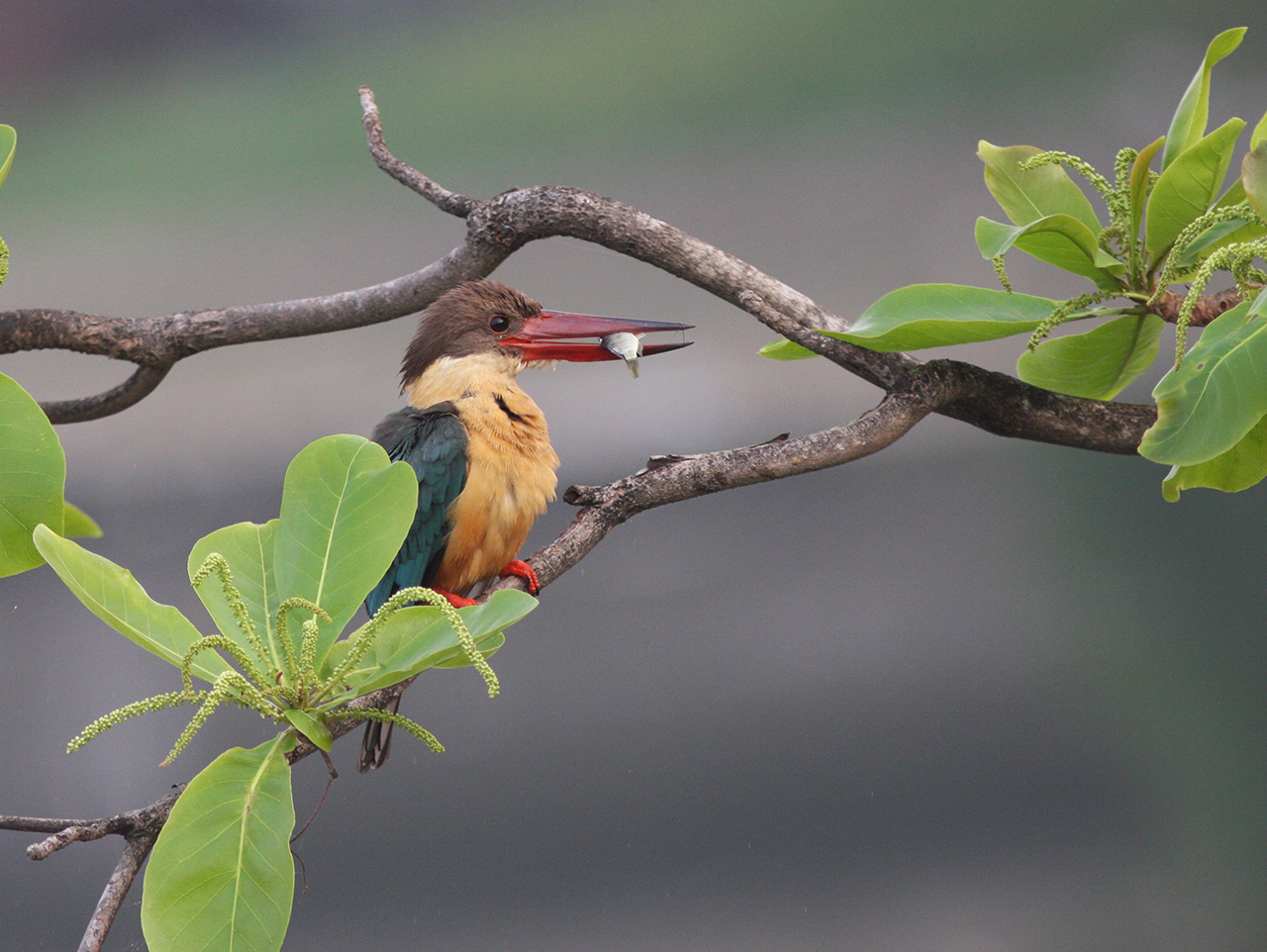 Birds & Wildlife at the Hermitage